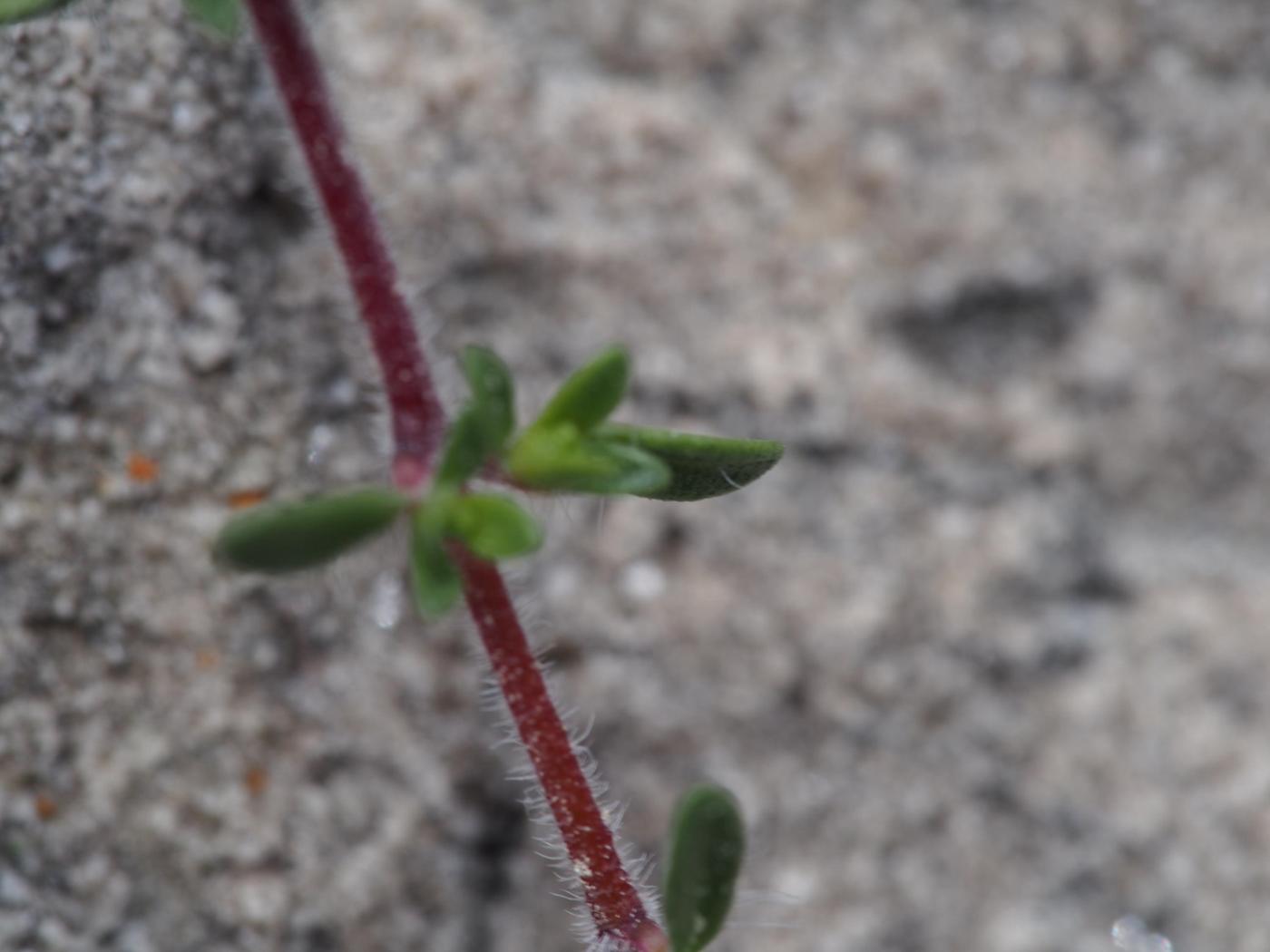 Thyme, [Variable hairy] leaf